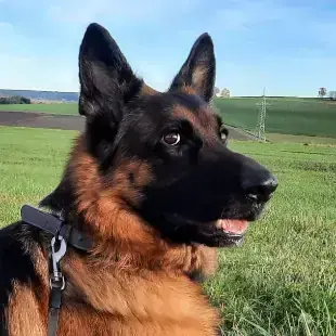 Max – Deutscher Schäferhund – Bild 2
