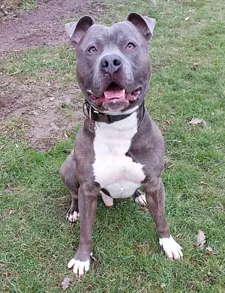 Chapo - American Staffordshire Terrier - Bild 1