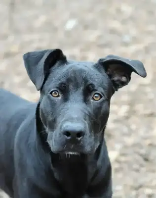 Puma – Hund – Bild 2