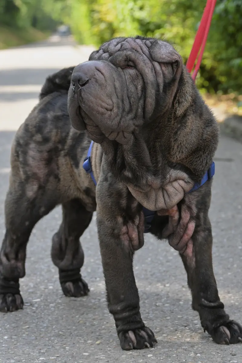 Luis - Shar-Pei - Bild 3