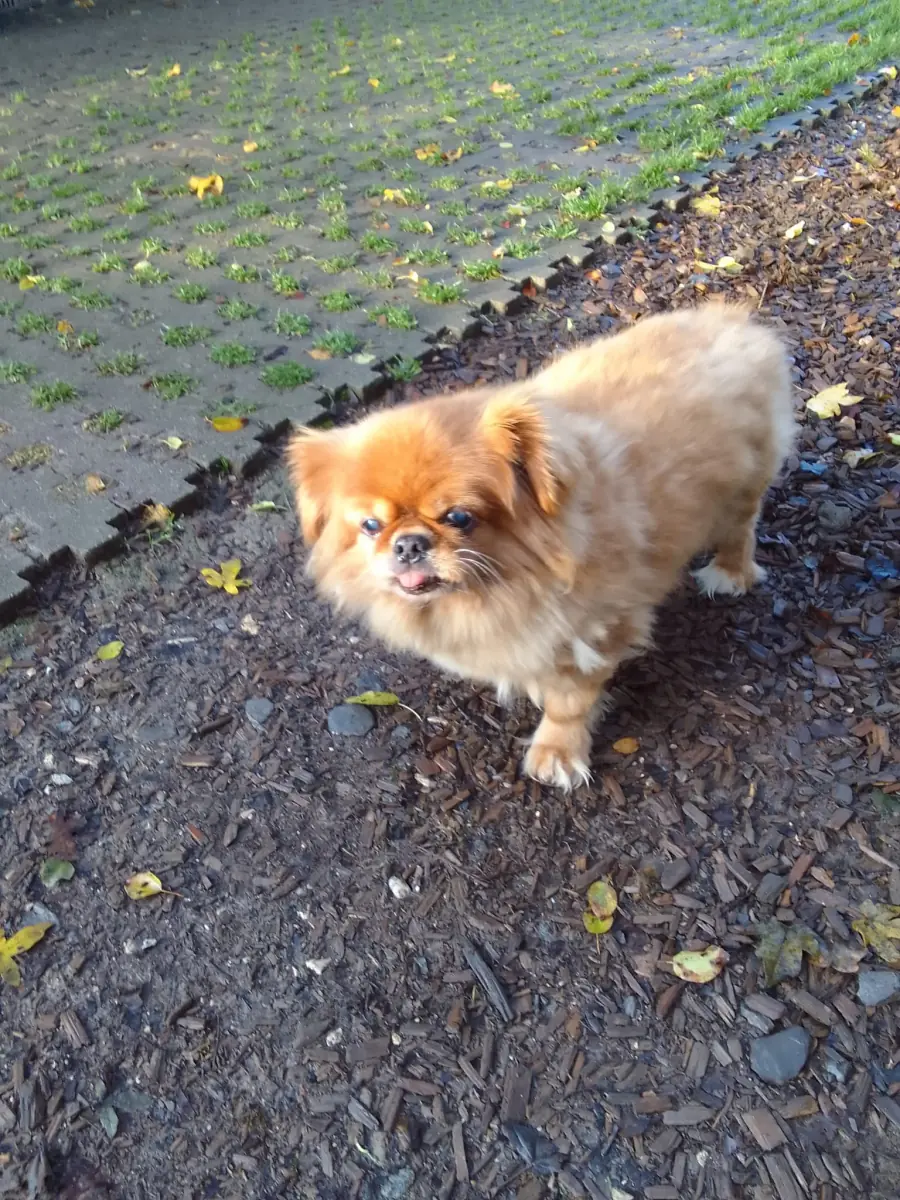 Gino - Tibet-Spaniel - Bild 2