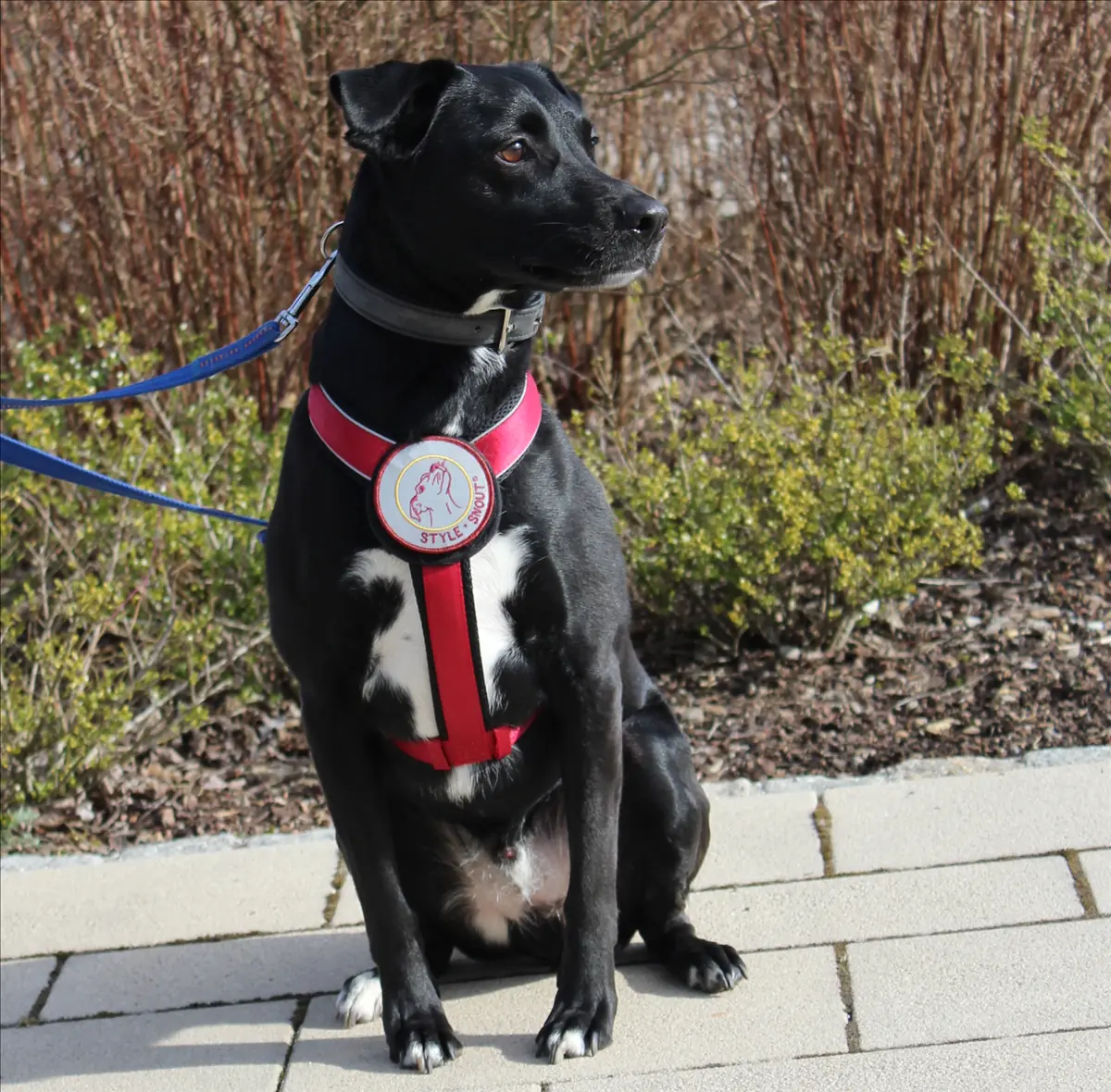 Ashton - Labrador Retriever - Bild 2