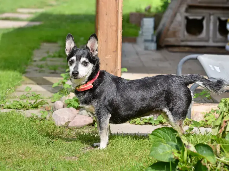 Hund Jonny