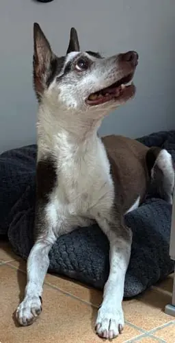 Pancho -  - Bild 4