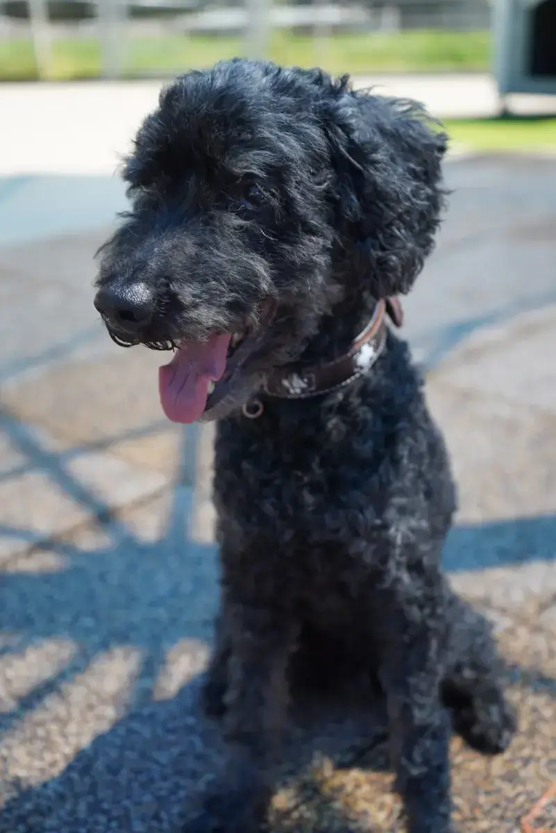 Blacky - Pudel - Bild 15