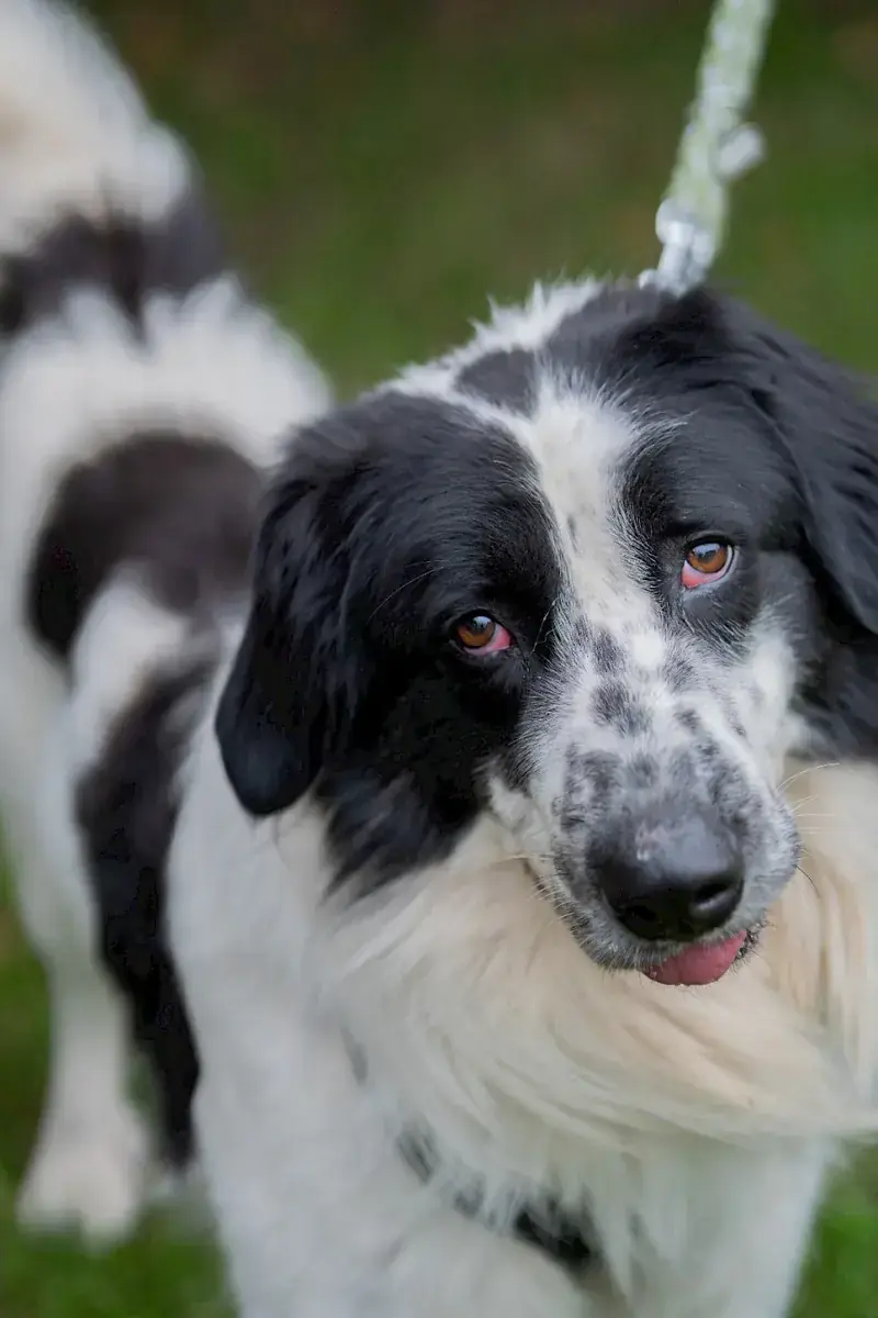 Pongo -  - Bild 9