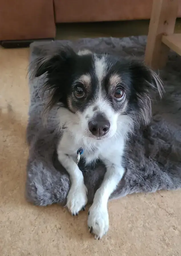 Jeremie - Chihuahua - Bild 2