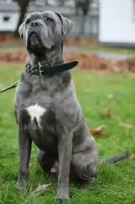 Pablo – Hund – Bild 6