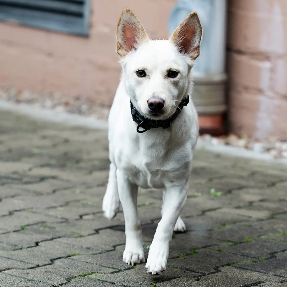 Ivy - Deutscher Schäferhund - Bild 6