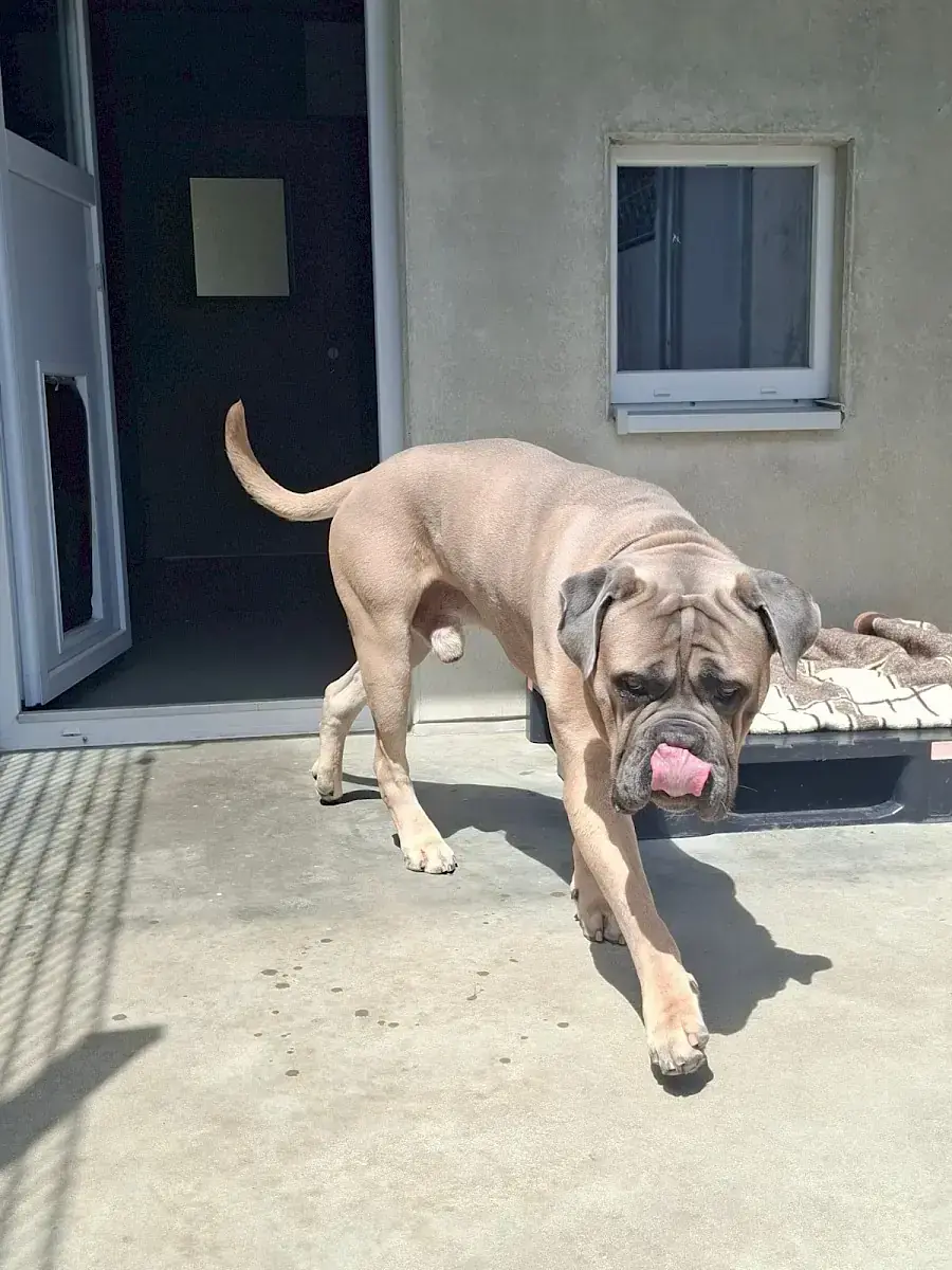 Byron - Cane Corso Italiano - Bild 4