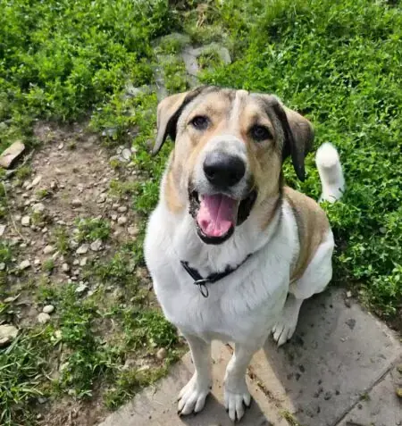 Mix Balou