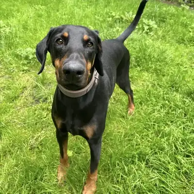 Abby – Dobermann – Bild 2