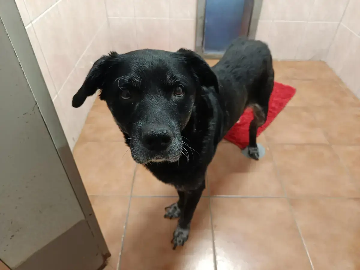 Amy - Labrador Retriever, Deutscher Schäferhund - Bild 1