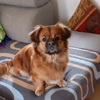 Lilli -  - Bild 1
