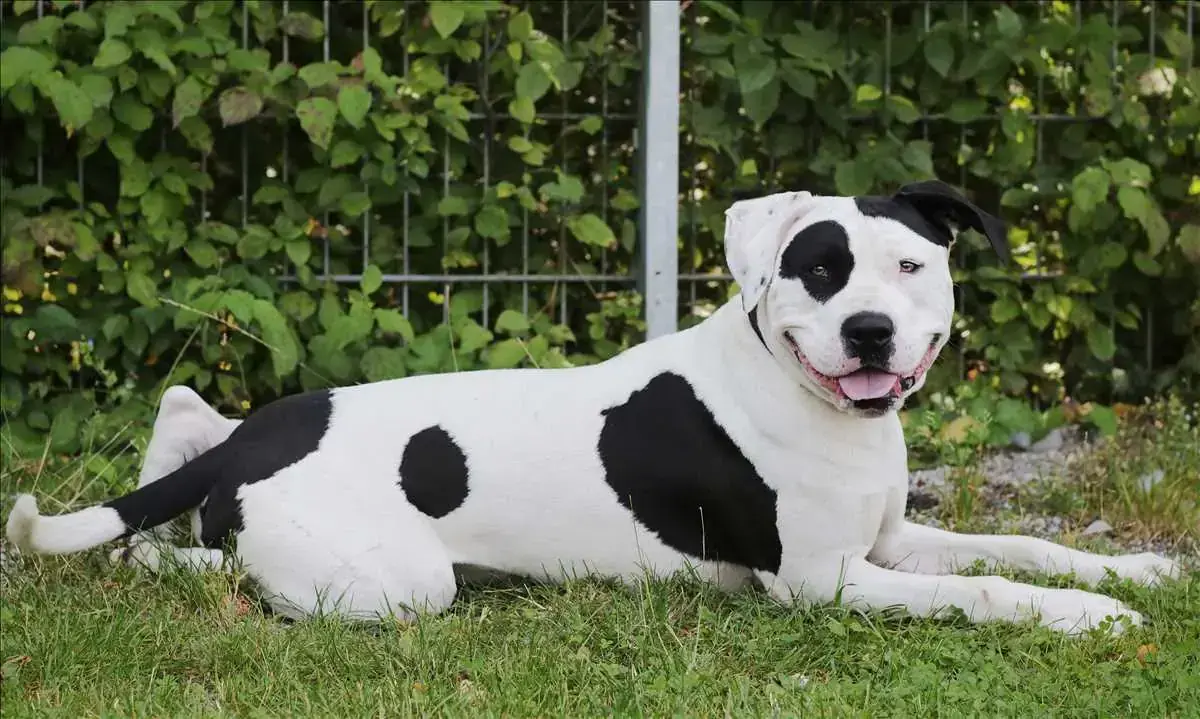 CARLOS - American Staffordshire Terrier - Bild 1