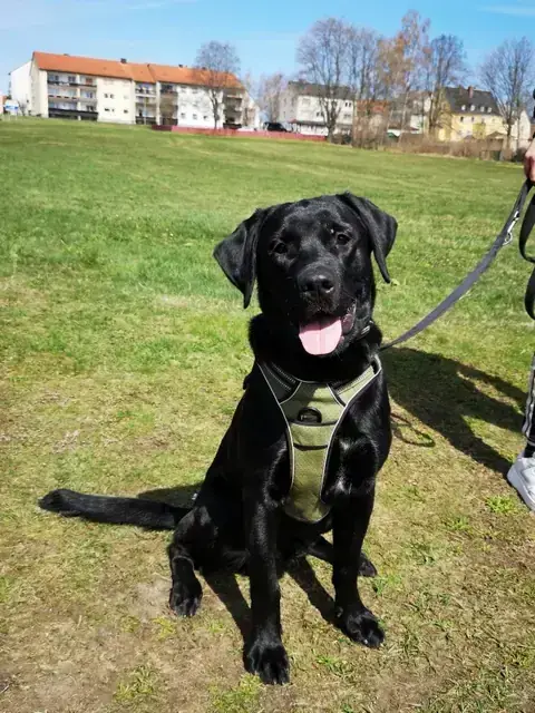 Oskar – Labrador Retriever – Bild 2
