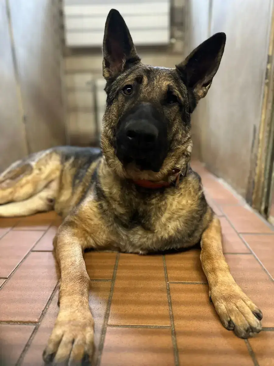 Levy - Deutscher Schäferhund - Bild 2