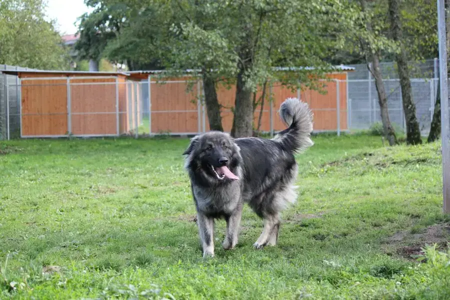 Rocky -  - Bild 4
