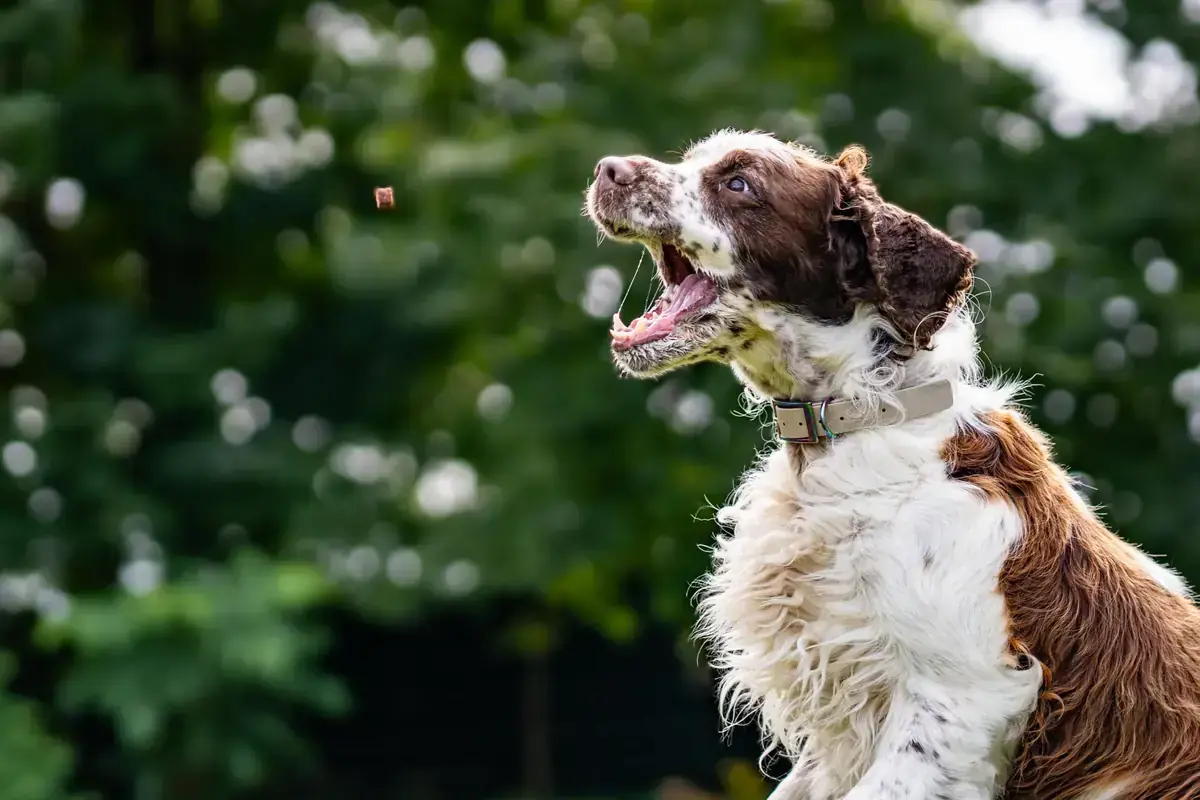 Klaus - English Springer Spaniel - Bild 1