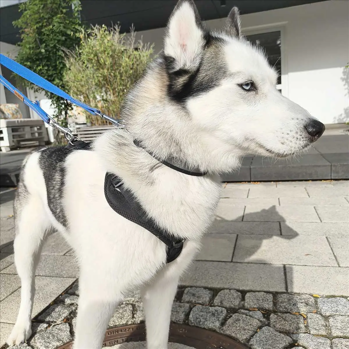 Malú - Siberian Husky - Bild 2