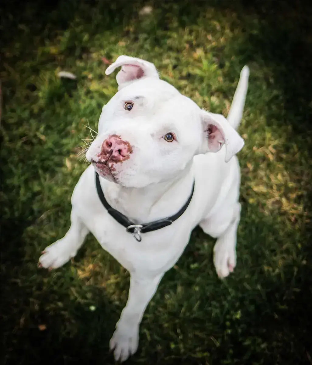 ROCKET - American Staffordshire Terrier - Bild 3
