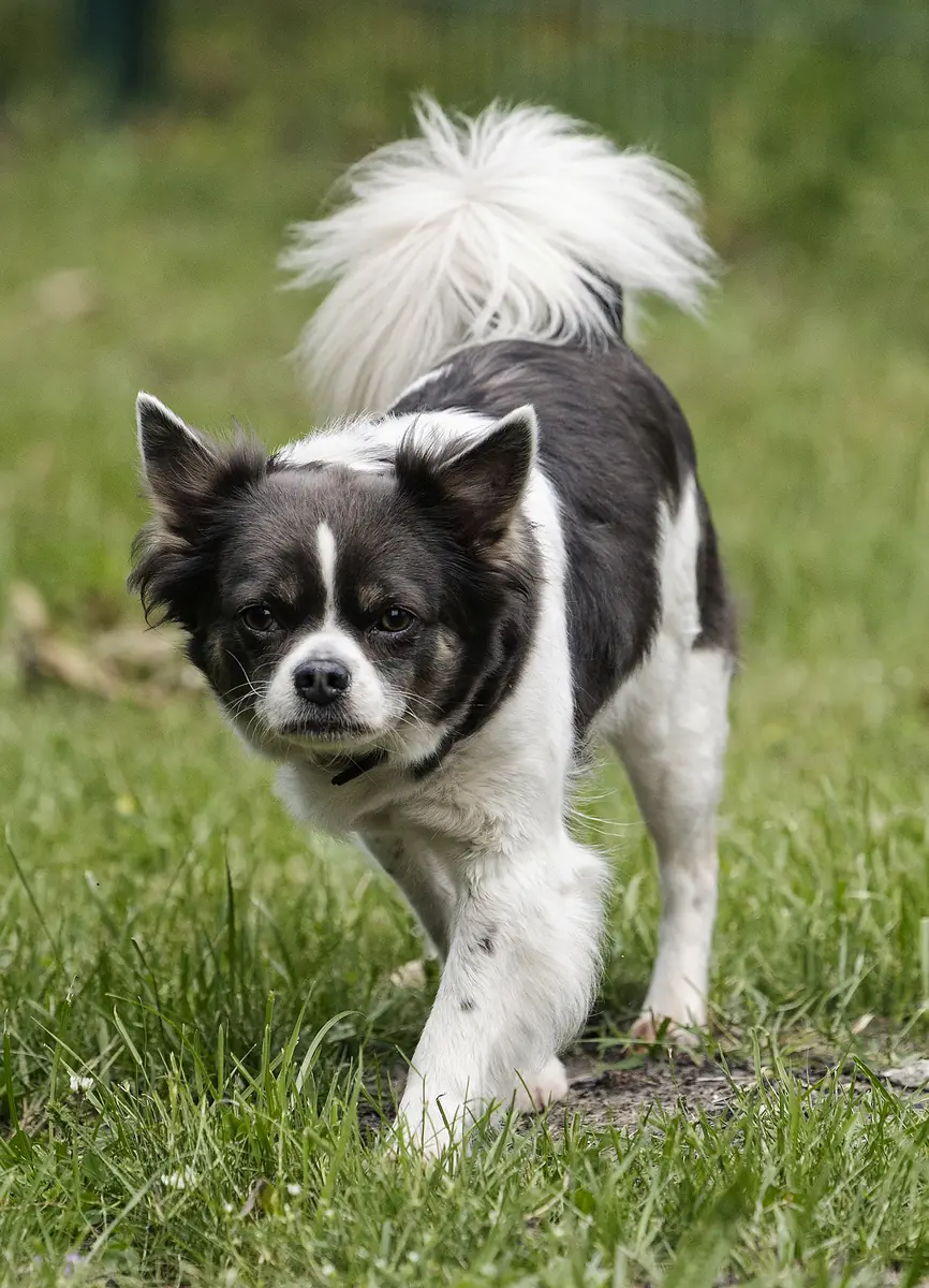 Lilli - Französische Bulldogge, Chihuahua - Bild 5