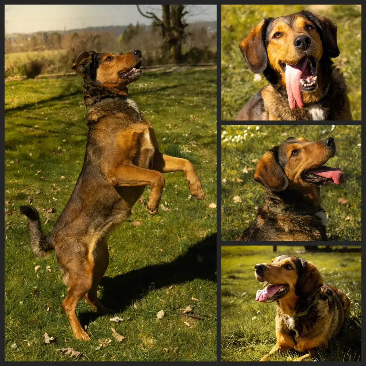 Hund Lissy