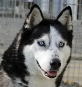 Sancho - Siberian Husky - Bild 1