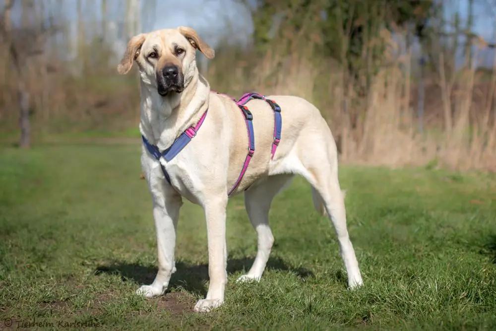 Bonnie - Kangal-Hirtenhund - Bild 2