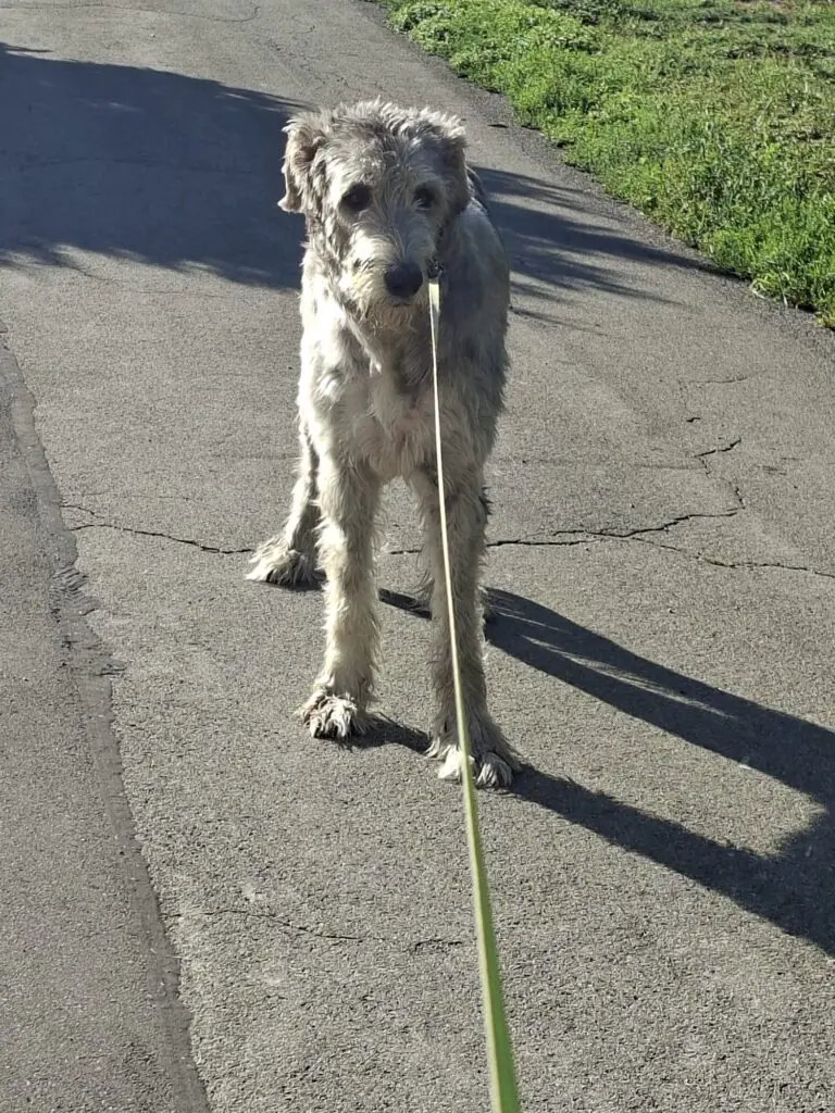 Frederick -  - Bild 3