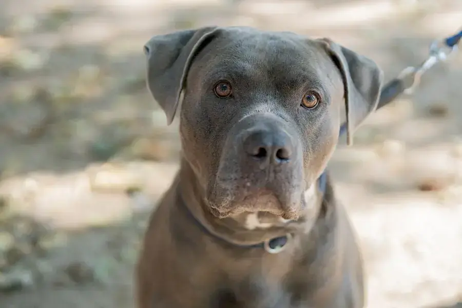 Maximus -  - Bild 1