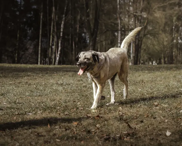 Naz - Kangal-Hirtenhund - Bild 2
