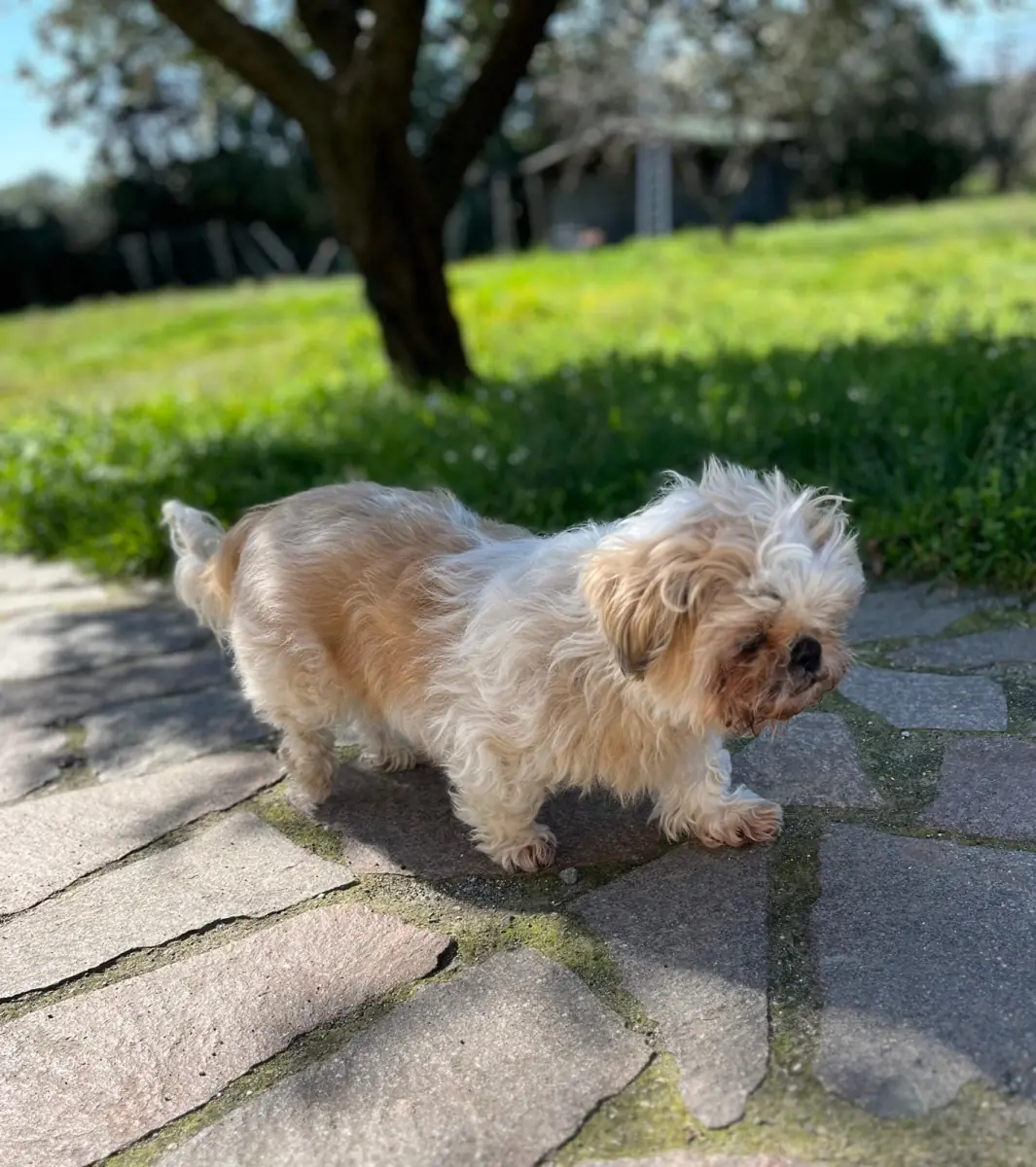 Cindy -  - Bild 4