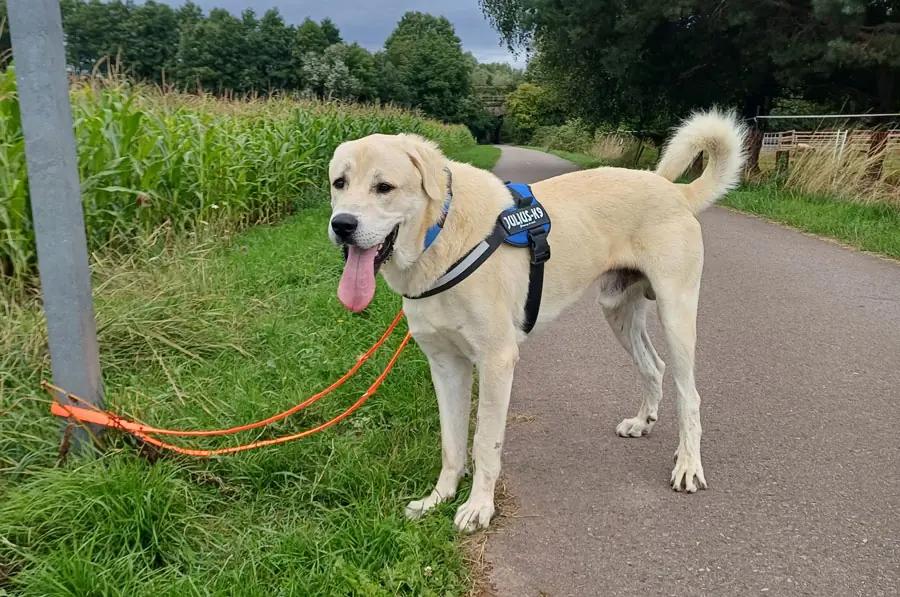 Kangal-Hirtenhund Sero