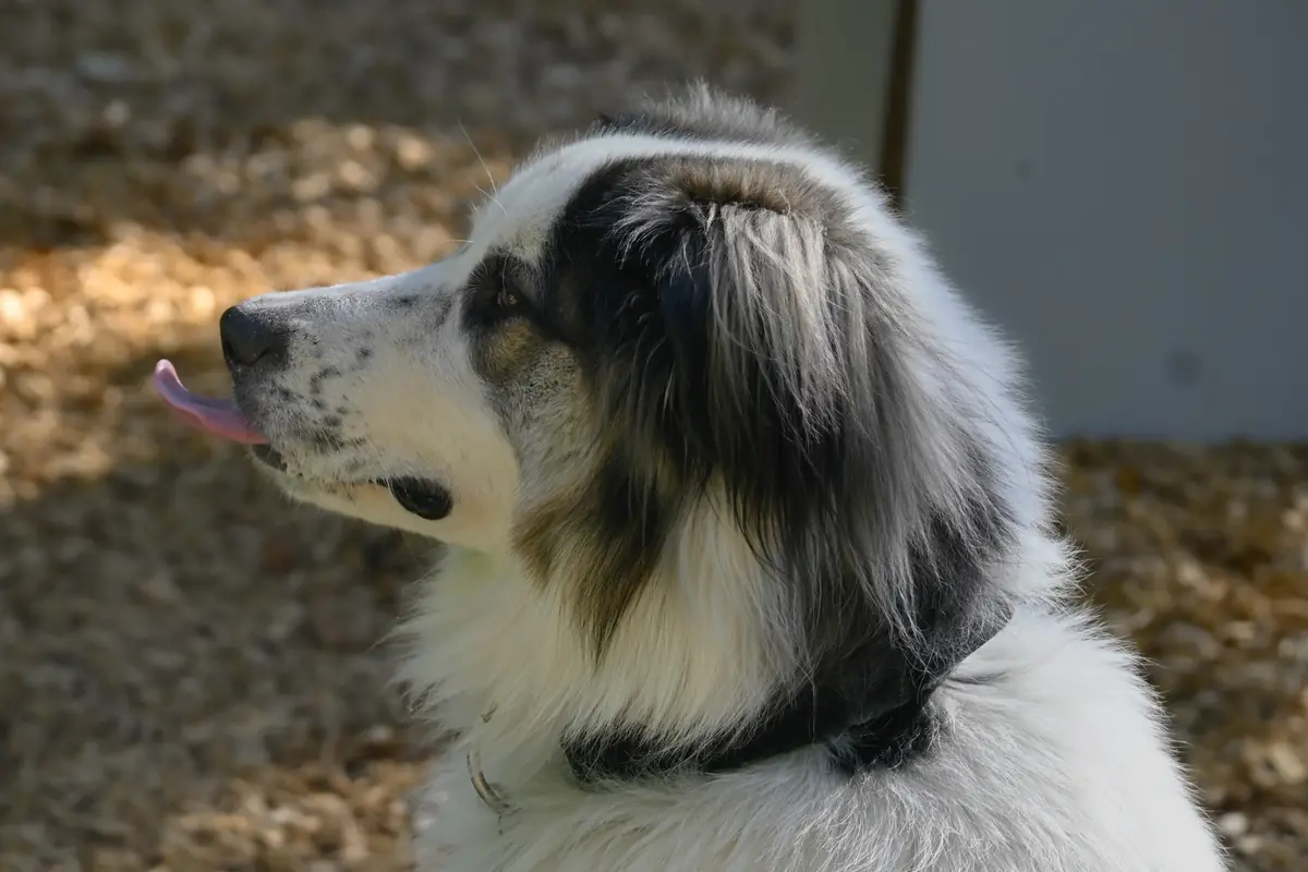 Buddy - Samojede - Bild 2