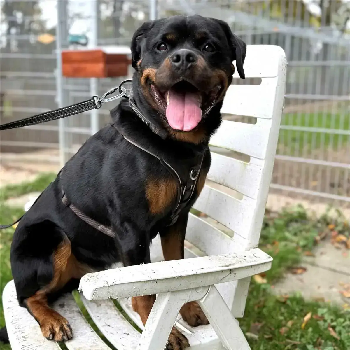 Rottweiler SMARTIE