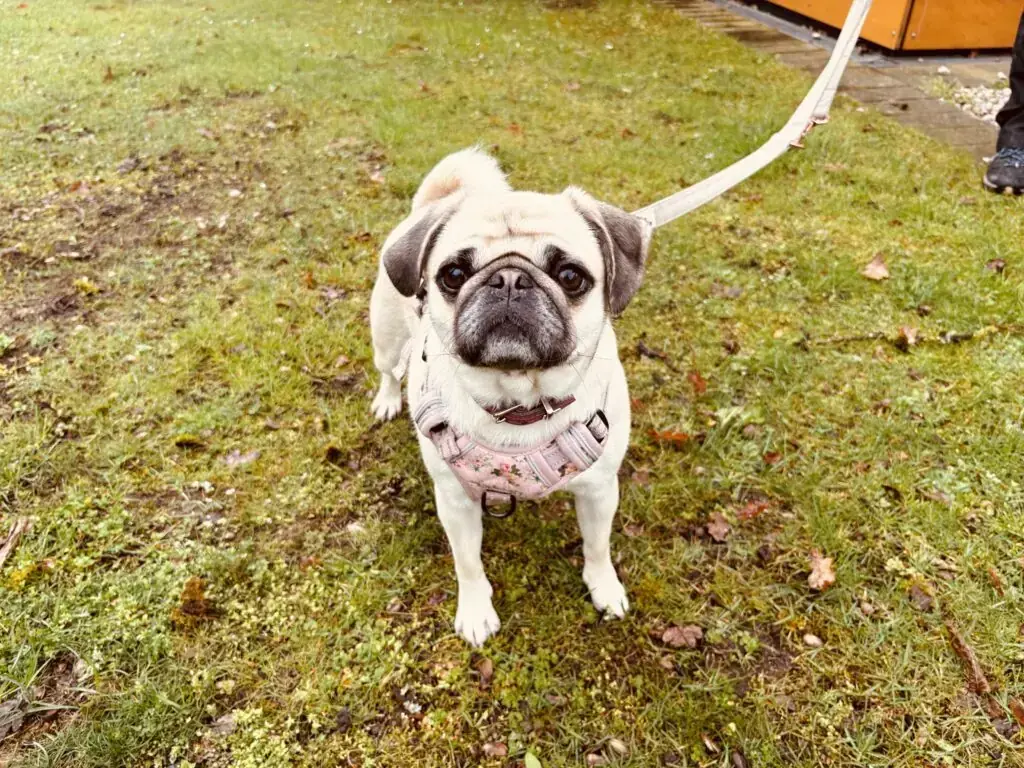 Mops Isy