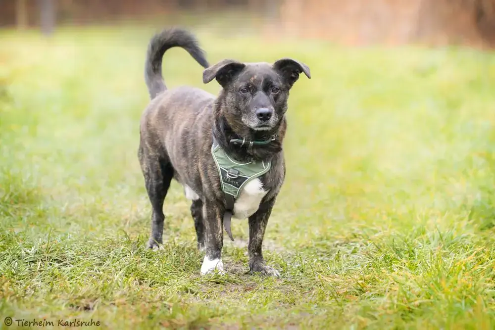 Jack -  - Bild 2