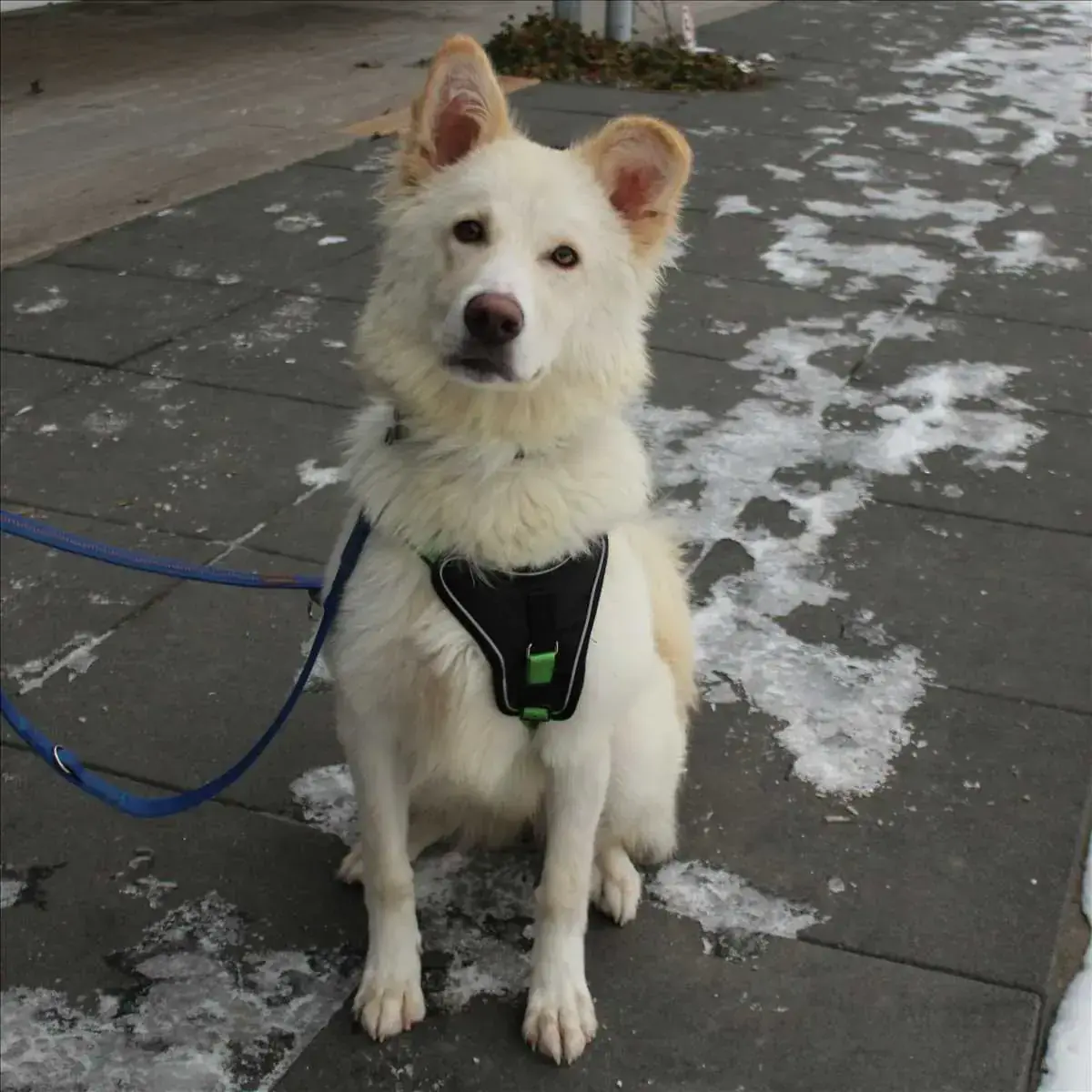 SANDY -  - Bild 1