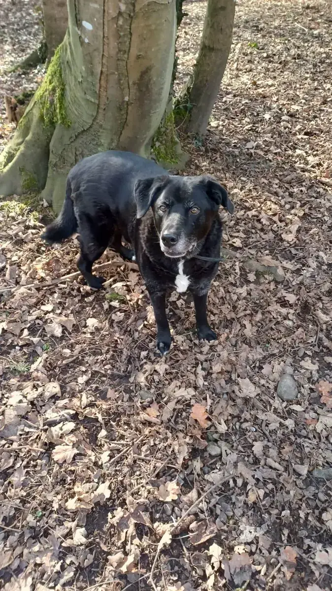 Balou -  - Bild 6