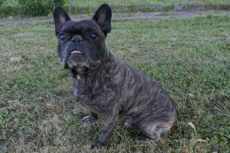 Franz - Französische Bulldogge - Bild 1