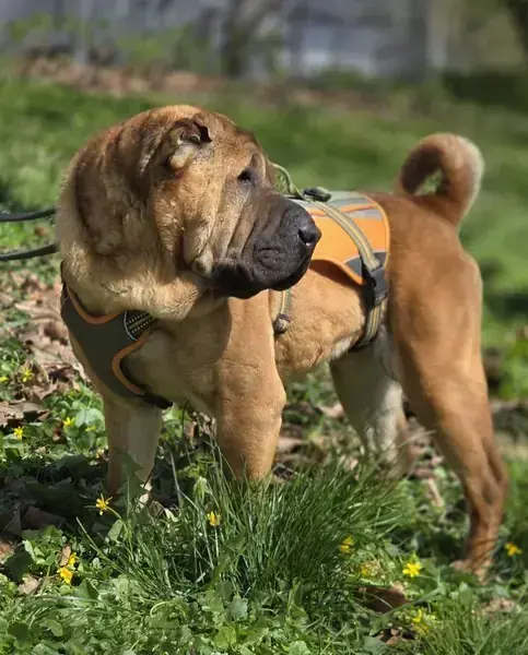 Elisa - Shar-Pei - Bild 3