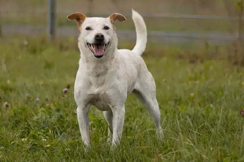 Tonka - Australian Cattle Dog - Bild 3