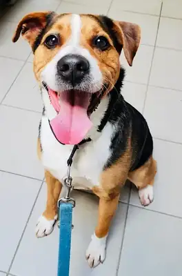 Aro – Appenzeller Sennenhund – Bild 26