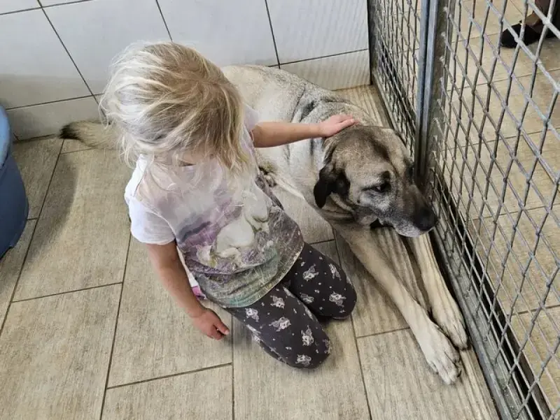 Naz - Kangal-Hirtenhund - Bild 7