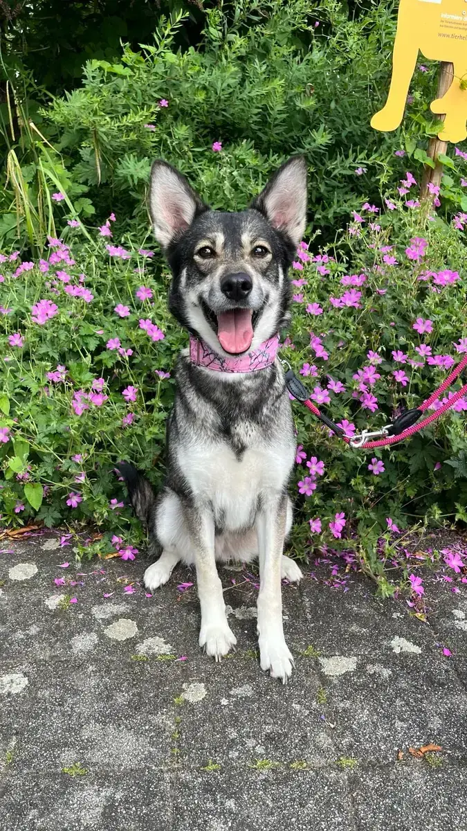 Susi - Siberian Husky, Deutscher Schäferhund - Bild 1