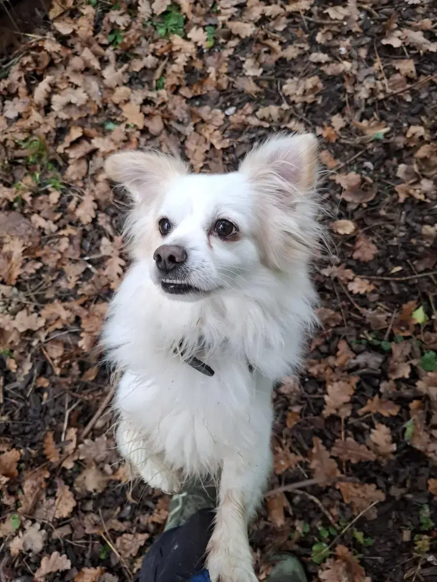 Simba -  - Bild 4