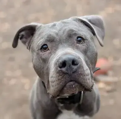 Staffordshire Bullterrier-Mix Lucky