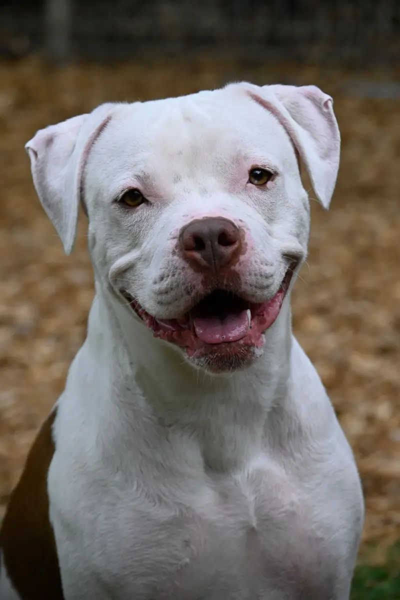 Tyger -  - Bild 3