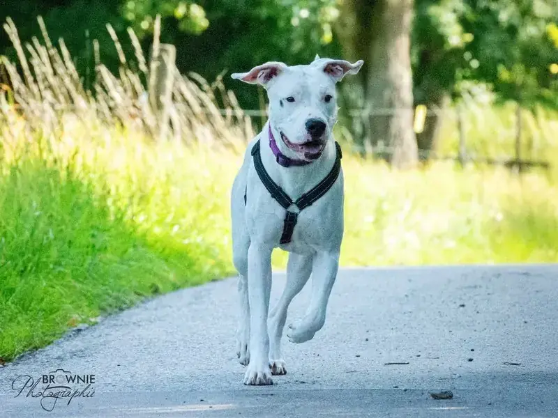 Bonny - Dogo Argentino - Bild 4